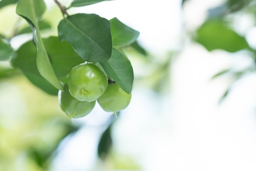 Acerola účinky